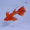 jrl.guppy