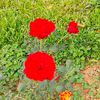 shakil.ahmed62602
