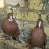 طير النجف