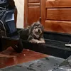 cu_du__a