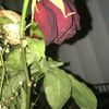 mahreenfatima71
