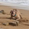duke.goes.sailing