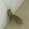 gersonfannumber1