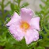 mini.garden078