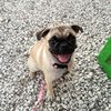 pennythepugg_