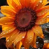 hng11029