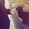 fofe_930