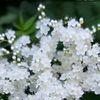 quinnisa_1