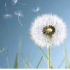 dandelion_240g