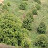 manzhan_