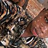 hausa_boi01