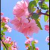 mdshahinislam6167