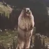 marmot509