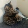 meowmewmeowww9