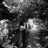 apipah_1524