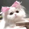 mrs.watanabe_4