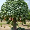 boqoradadumarka68