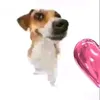 rsylol