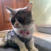 simbullmeoww