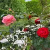 ghada.yassen3