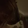 i.love.sphinxs