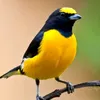 manalla007