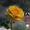 user441686661680