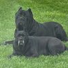 franco_and_alessa