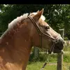 oswin065