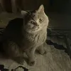 zxfghjklaeiidsv