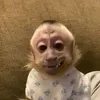 esterzyf