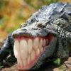 reallcrocodrilo