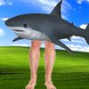 kum_sharky
