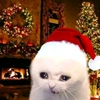 santa.cat1