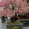 anh.thoa6