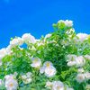wai.wai6105