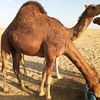 mohammed.sualih1