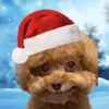 theducklymuglycat