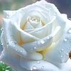 roseee77881