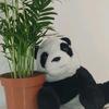 panda.pl01