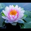 lotus_lotus92