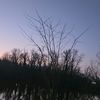 kuperoli