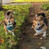 battle.corgis.of