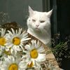 roopsy.daisy