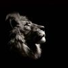 cmo.alami