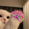 blubub.blubupb