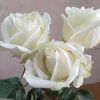 ma.nwe70