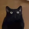gatito123___