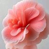abid.qayum
