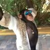 monkeylord6911-2.0